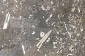 Fossil Grey Marble Slabs